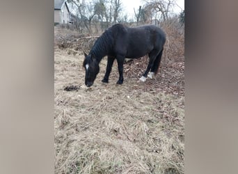 Cob Mestizo, Caballo castrado, 7 años, 163 cm, Negro