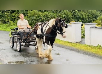 Cob, Caballo castrado, 8 años, 133 cm, Pío