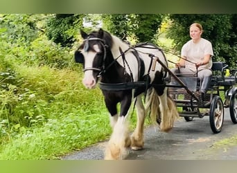 Cob, Caballo castrado, 8 años, 133 cm, Pío