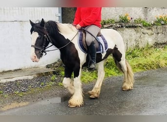 Cob, Caballo castrado, 8 años, 133 cm, Pío