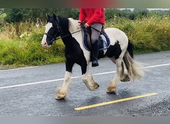 Cob, Caballo castrado, 8 años, 133 cm, Pío