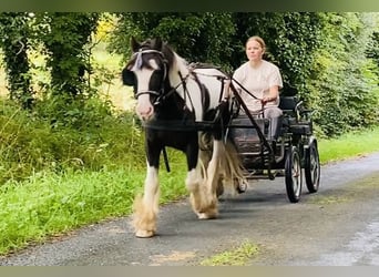 Cob, Caballo castrado, 8 años, 133 cm, Pío