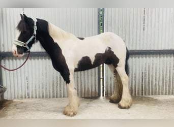 Cob, Caballo castrado, 8 años, 133 cm, Pío