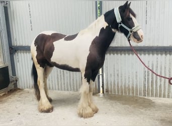 Cob, Caballo castrado, 8 años, 133 cm, Pío