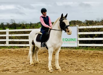 Cob, Caballo castrado, 8 años, 145 cm, Pío