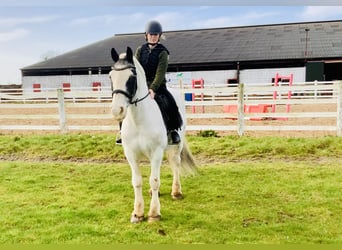 Cob, Caballo castrado, 8 años, 145 cm, Pío