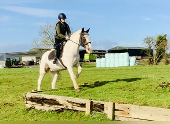 Cob, Caballo castrado, 8 años, 145 cm, Pío