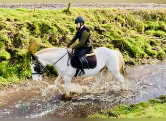 Cob, Caballo castrado, 8 años, 145 cm, Pío