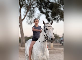 Cob Mestizo, Caballo castrado, 8 años, 155 cm, Tordo