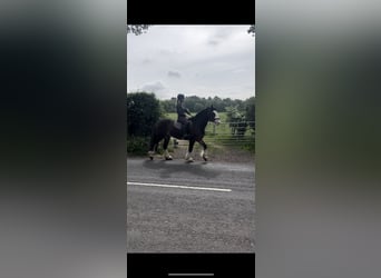 Cob, Caballo castrado, 8 años, 163 cm, Castaño rojizo