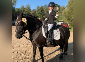 Cob, Caballo castrado, 9 años, 140 cm, Negro
