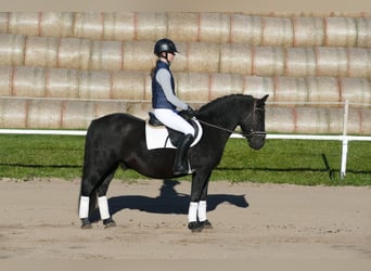 Cob, Caballo castrado, 9 años, 140 cm, Negro