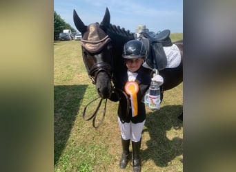 Cob, Caballo castrado, 9 años, 140 cm, Negro