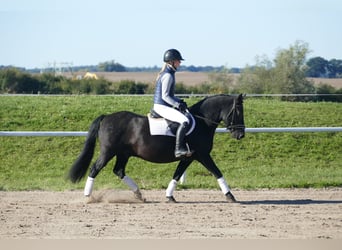 Cob, Caballo castrado, 9 años, 140 cm, Negro