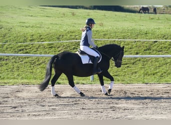 Cob, Caballo castrado, 9 años, 140 cm, Negro