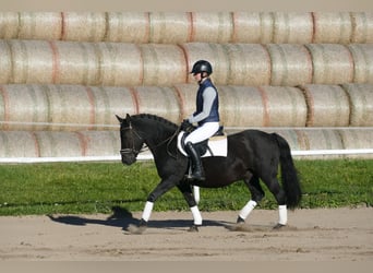 Cob, Caballo castrado, 9 años, 140 cm, Negro