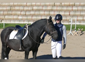 Cob, Caballo castrado, 9 años, 140 cm, Negro