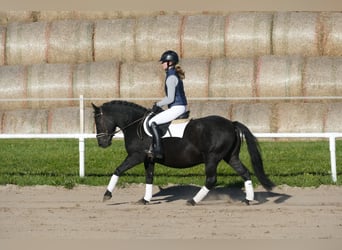 Cob, Caballo castrado, 9 años, 140 cm, Negro