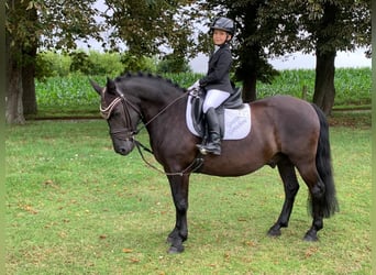 Cob, Caballo castrado, 9 años, 140 cm, Negro