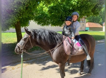 Cob, Caballo castrado, 9 años, 140 cm, Negro