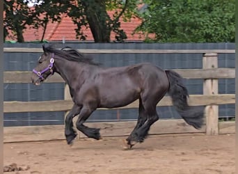Cob, Caballo castrado, 9 años, 146 cm, Negro
