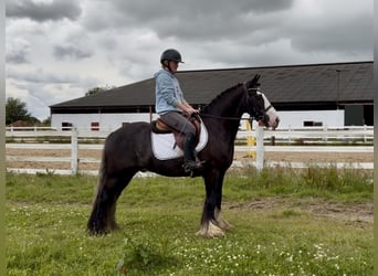 Cob, Castrone, 10 Anni, 148 cm, Morello