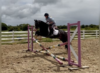 Cob, Castrone, 10 Anni, 148 cm, Morello