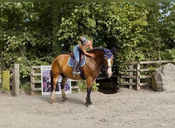Cob, Castrone, 11 Anni, 155 cm, Baio ciliegia