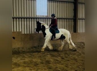 Cob, Castrone, 11 Anni, 163 cm, Leopard