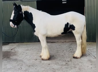 Cob, Castrone, 11 Anni, 163 cm, Leopard