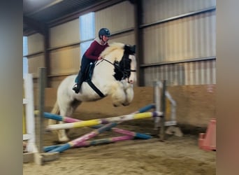 Cob, Castrone, 11 Anni, 163 cm, Leopard