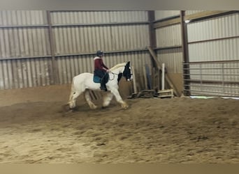 Cob, Castrone, 11 Anni, 163 cm, Leopard