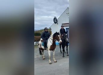 Cob, Castrone, 12 Anni, 155 cm, Pezzato