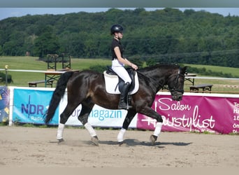 Cob, Castrone, 13 Anni, 150 cm, Baio nero