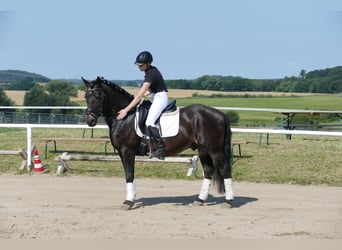 Cob, Castrone, 13 Anni, 150 cm, Baio nero