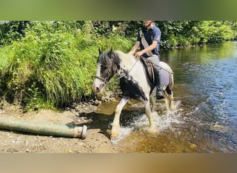 Cob, Castrone, 14 Anni, 136 cm, Pezzato