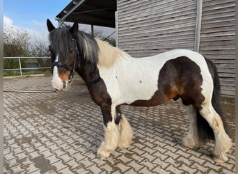 Cob, Castrone, 14 Anni, 148 cm, Pezzato