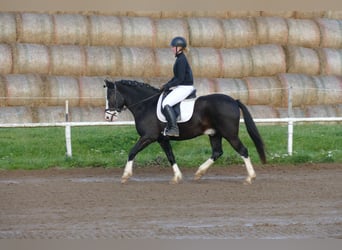Cob, Castrone, 14 Anni, Morello