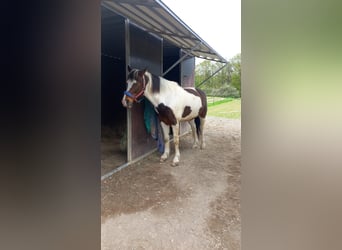 Cob Mix, Castrone, 15 Anni, 155 cm, Pezzato