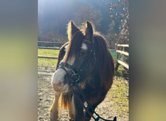 Cob, Castrone, 2 Anni, 142 cm, Falbo baio