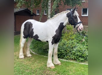 Cob, Castrone, 3 Anni, 154 cm, Pezzato