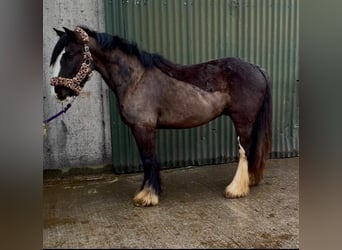 Cob, Castrone, 4 Anni, 136 cm, Morello