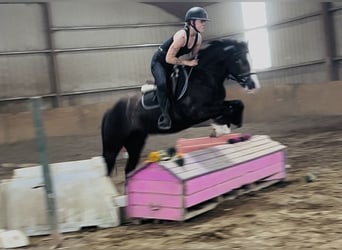 Cob, Castrone, 4 Anni, 140 cm, Baio ciliegia