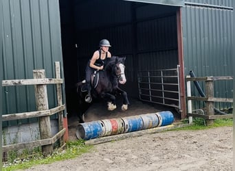 Cob, Castrone, 4 Anni, 140 cm, Baio ciliegia