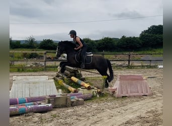 Cob, Castrone, 4 Anni, 140 cm, Baio ciliegia