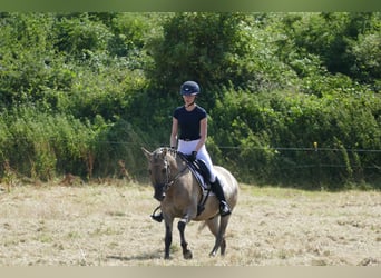 Cob, Castrone, 4 Anni, 140 cm, Falbo