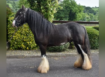 Cob, Castrone, 4 Anni, 142 cm, Baio nero