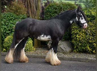 Cob, Castrone, 4 Anni, 142 cm, Baio nero