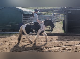 Cob Mix, Castrone, 4 Anni, 143 cm, Pezzato