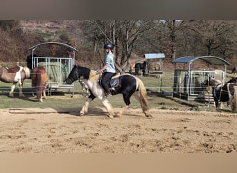 Cob Mix, Castrone, 4 Anni, 143 cm, Pezzato